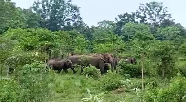 वाल्मीकि नगर और गोनौली वन क्षेत्र में नेपाल से आये हाथियों ने मचाया उत्पात