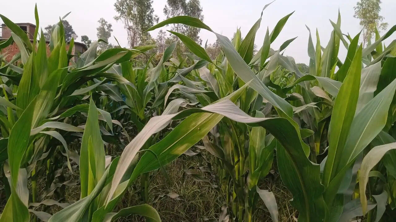 जैविक खेती को समृद्धि का आधार बना रहे अन्नदाता