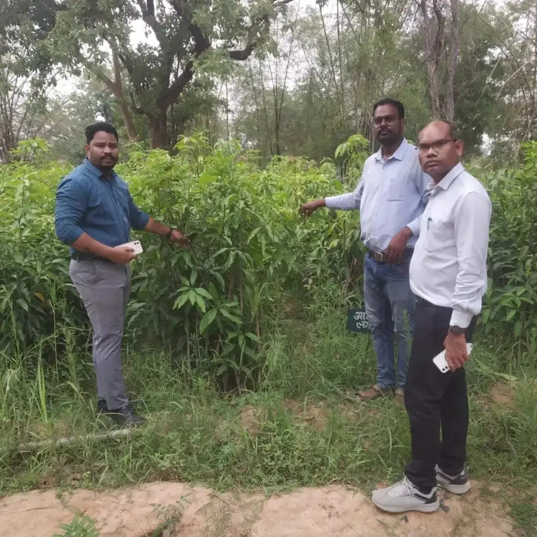 कोरबा में शासकीय उद्यान रोपणी पटियापाली का औचक निरीक्षण, नर्सरी प्रबंधन सुधारने दिए निर्देश