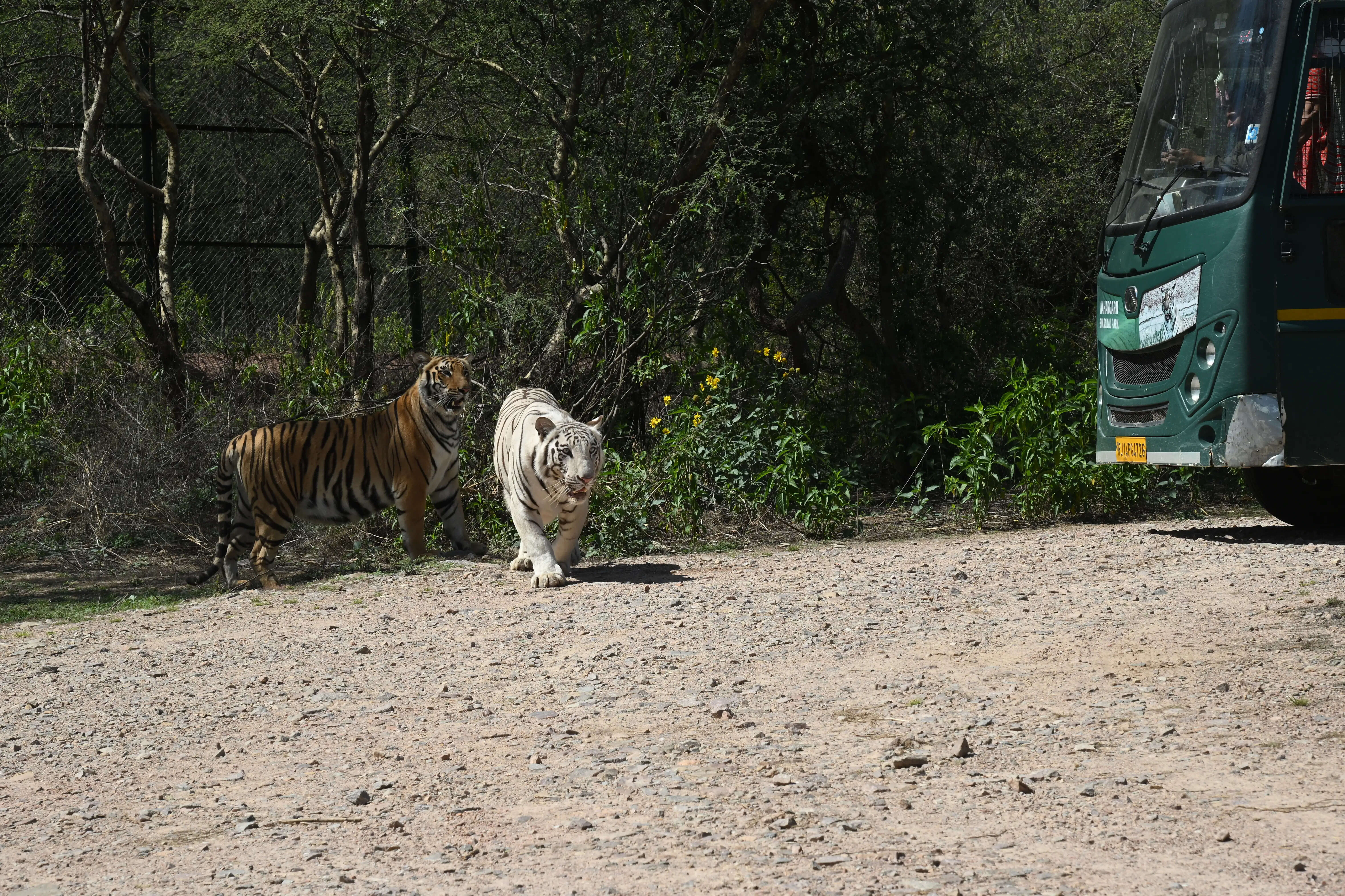 नाहरगढ़ जैविक उद्यान में उमड़ी पर्यटकों की भीड़, व्हाइट टाइगर सफारी बना मुख्य आकर्षण