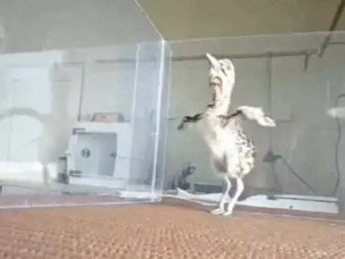 ‘मन की बात’ में गोडावण संरक्षण की सराहना, जैसलमेर बना सफल मॉडल