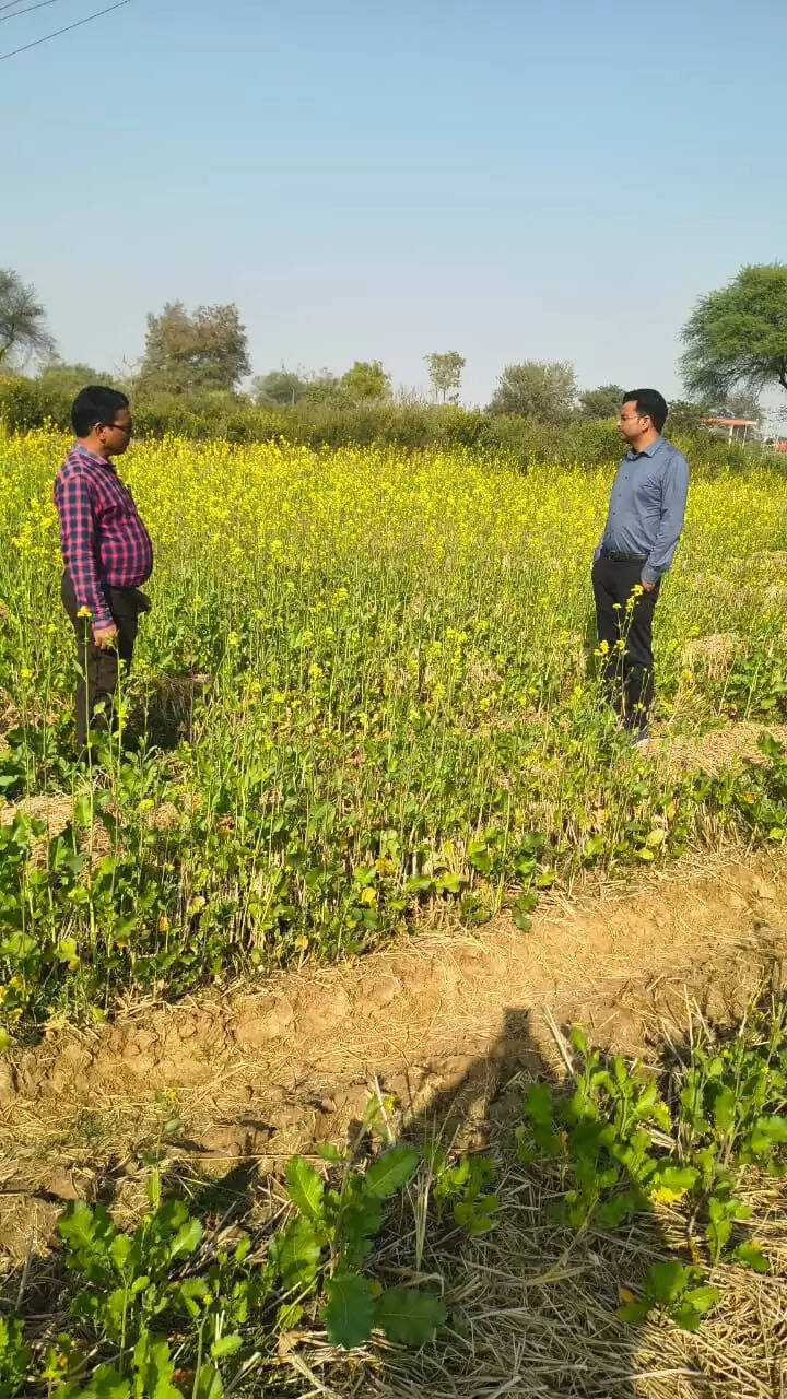 सरकारी प्रयास रंग लाया, धमतरी में दलहन–तिलहन खेती का विस्तार