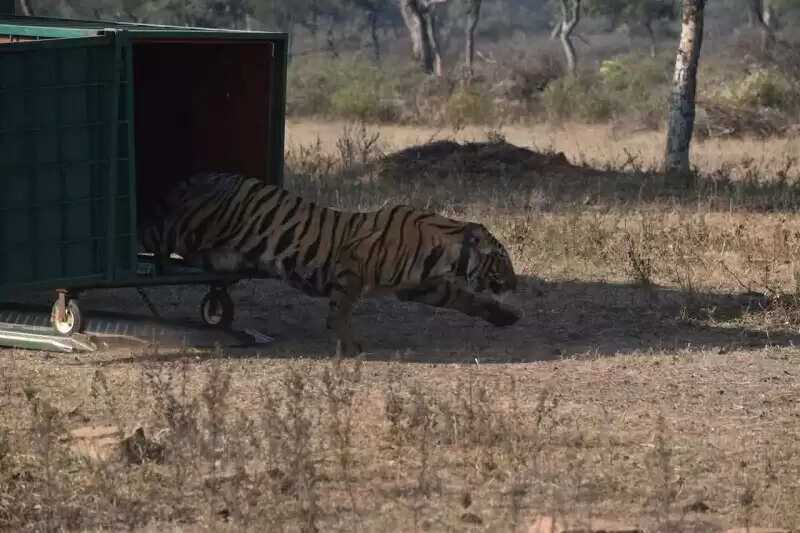 मप्रः माधव टाइगर रिजर्व में लाई गई एक और बाघिन, अब बाघों की कुल संख्या बढ़कर आठ हुई