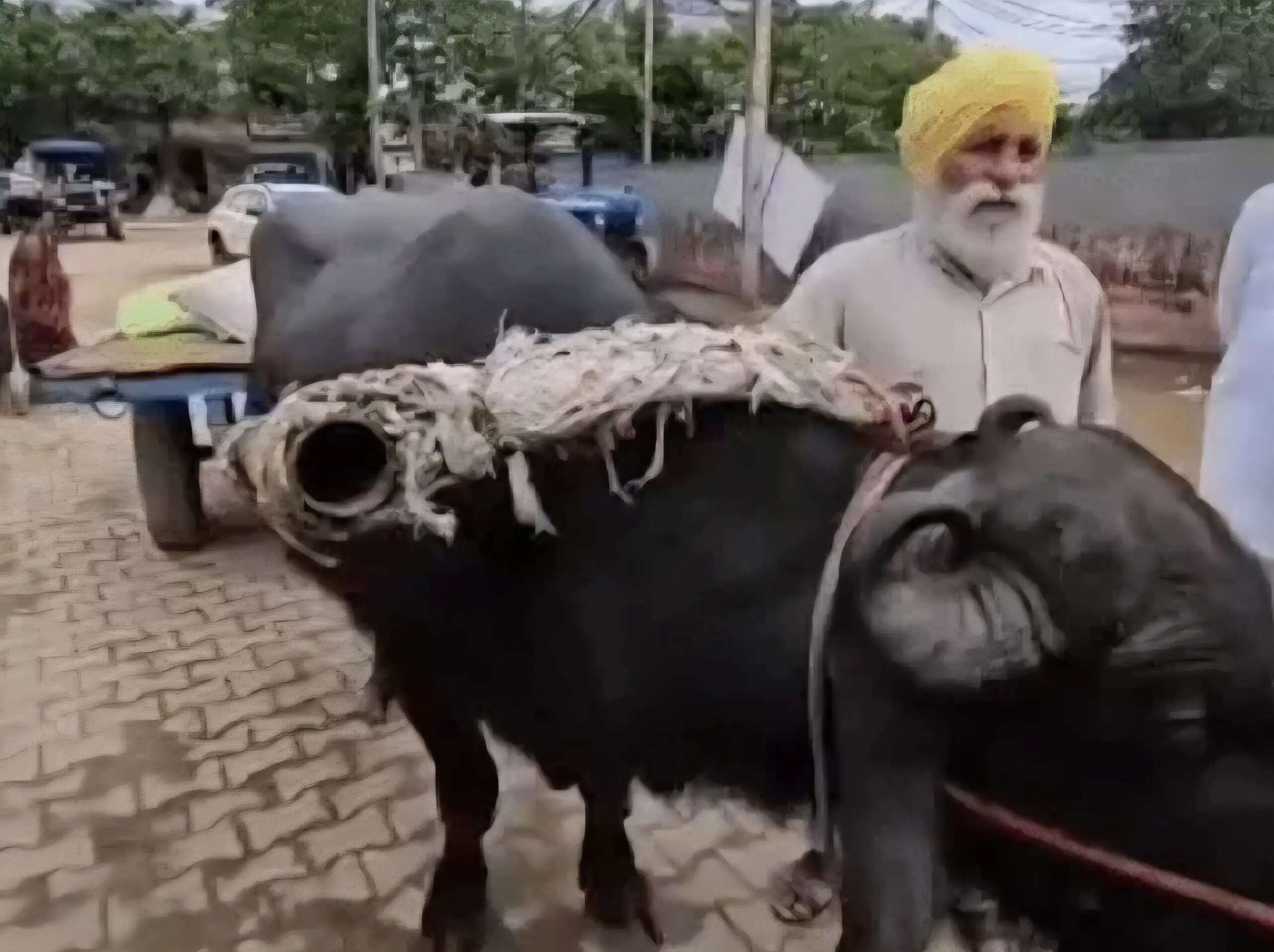 यमुनानगर:नंबर प्लेट नियम में उलझा किसान,झोटा-बग्गी लेकर पहुंचे तो मंडी गेट पर रोका