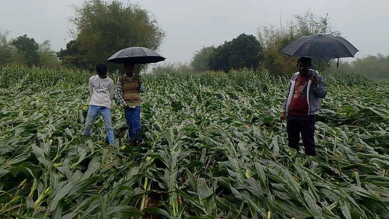 तेज आंधी से सैकड़ों किसानों के फसल हुए बर्बाद