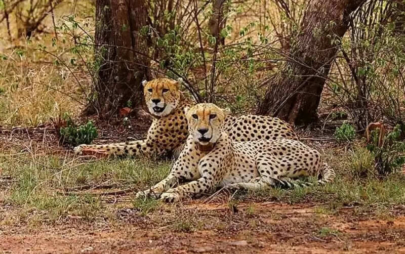 मप्रः गांधी सागर अभयारण्य बनेगा चीतों का नया आशियाना, मुख्यमंत्री आज छोड़ेंगे दो चीते