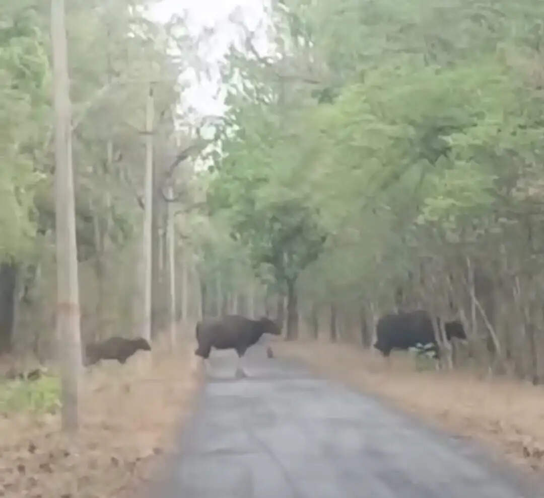 नगरी के जंगलों में हाथी और गौर की दस्तक, लोगों में बढ़ा रोमांच