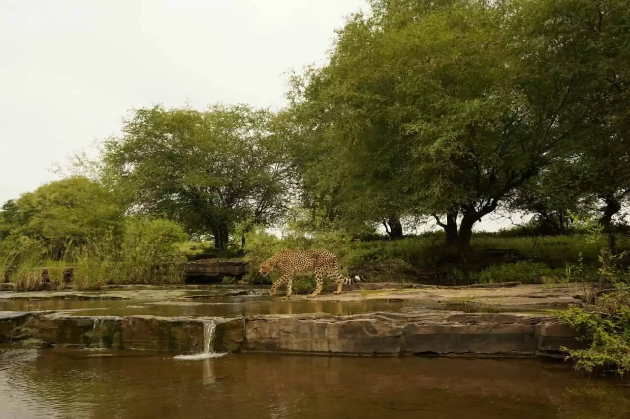 प्रधानमंत्री ने अंतरराष्ट्रीय चीता दिवस पर वन्यजीव प्रेमियों को दी बधाई