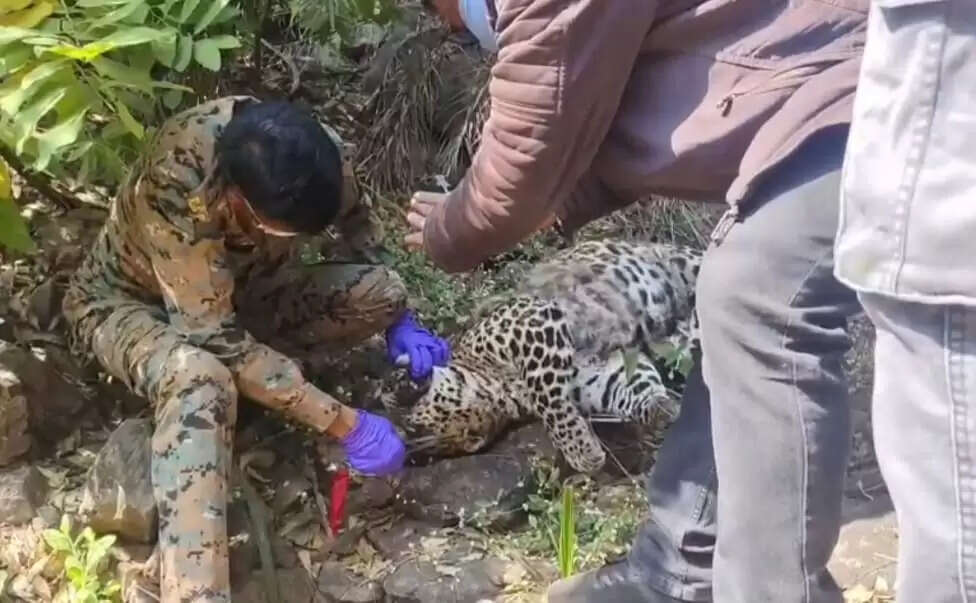 धारः बाग वन रेंज की खाई में मिला तेंदुए का शव, वन विभाग ने अंतिम संस्कार किया