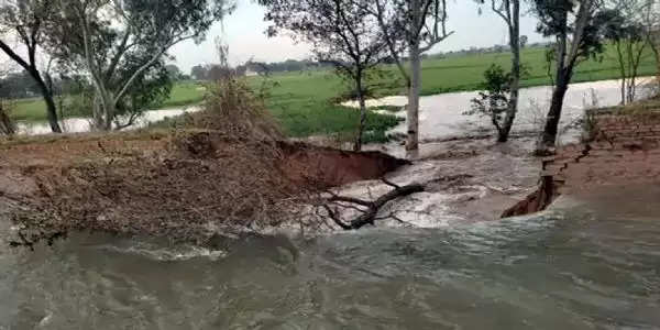 फतेहाबाद में नहर टूटी,खेत में खड़ी गेहूं की फसल हुई जलमग्न