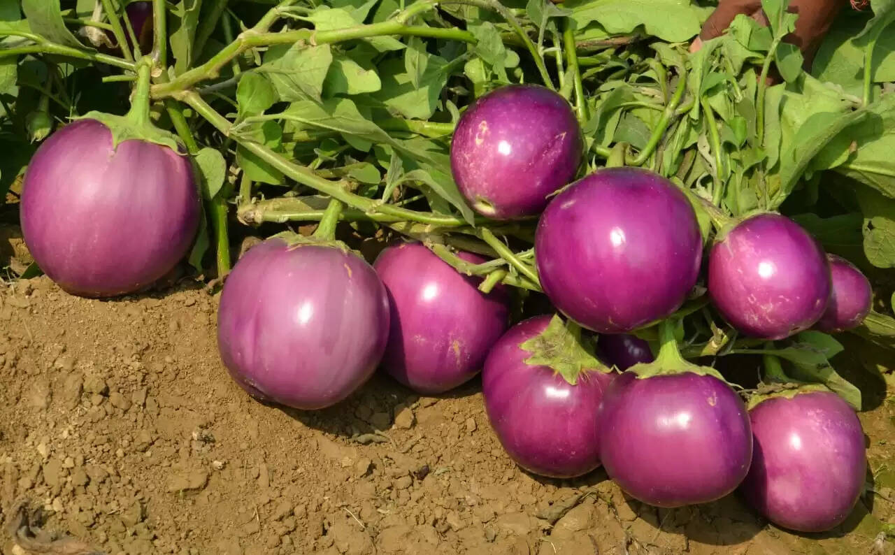 भारतीय सब्जी अनुसंधान संस्थान वाराणसी की सब्जियों की 28 नई किस्में गजट में शामिल