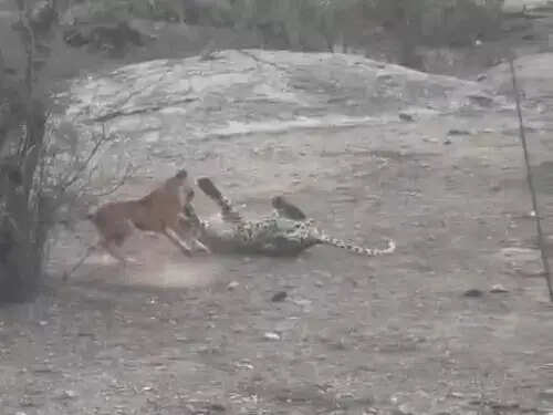 शिकार करने पहुंची लेपर्ड पर कुत्ता पड़ा भारी, जान बचाकर भागी