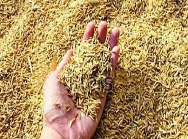 पूर्वी उत्तर प्रदेश, लखनऊ-रायबरेली व उन्नाव में पहली नवंबर से होगी धान खरीद