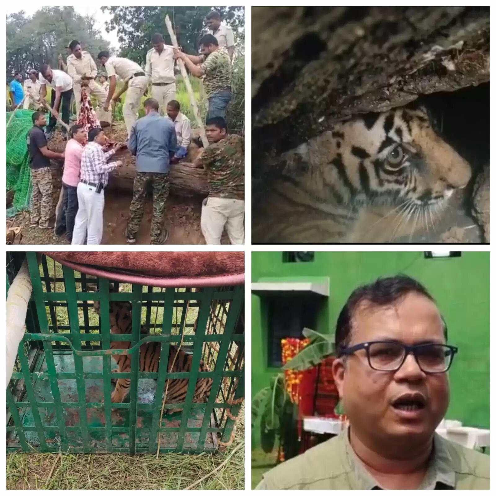 मप्र के बांधवगढ़ टाइगर रिजर्व क्षेत्र में दो बाघ शावकों काे किया गया रेस्क्यू