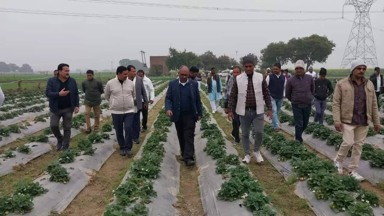 एकीकृत बागवानी मिशन : औरैया के किसान ने स्ट्राबेरी की खेती कर बढ़ाई आय