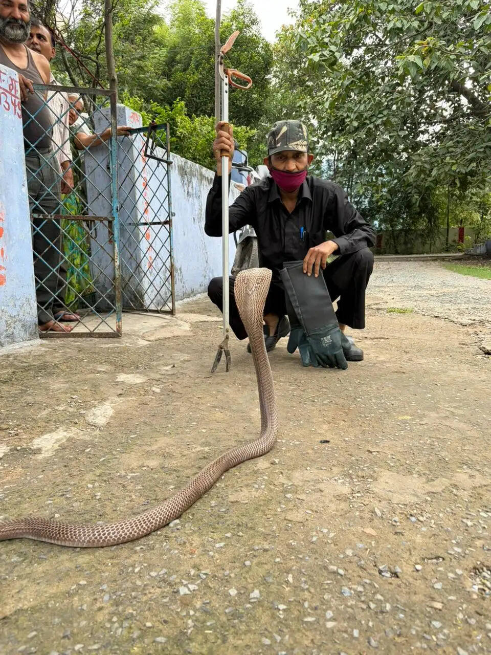 बारिश के बीच बालको सेक्टर-6 के मकान में निकला चार फीट लंबा कोबरा,सुरक्षित रेस्क्यू