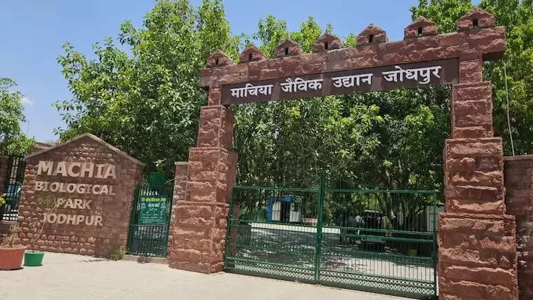 कायलाना माचिया सफारी : यूपी के एंथनी को मिली नई साथी
