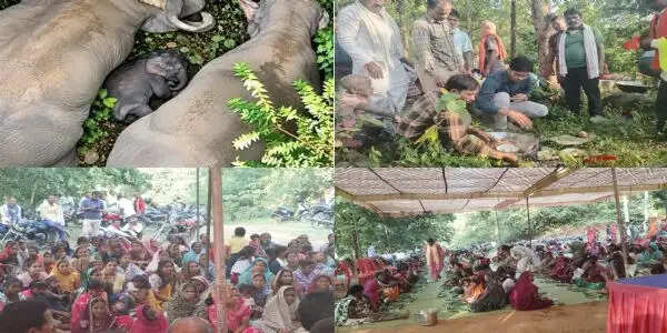 कोरबा में इंसान और हाथियों के बीच अनूठा रिश्ता: सात गांवों के ग्रामीणों ने मनाई नन्हे हाथी की छठी, नाम रखा ‘काशी’, भजन-कीर्तन के साथ मनाया जश्न