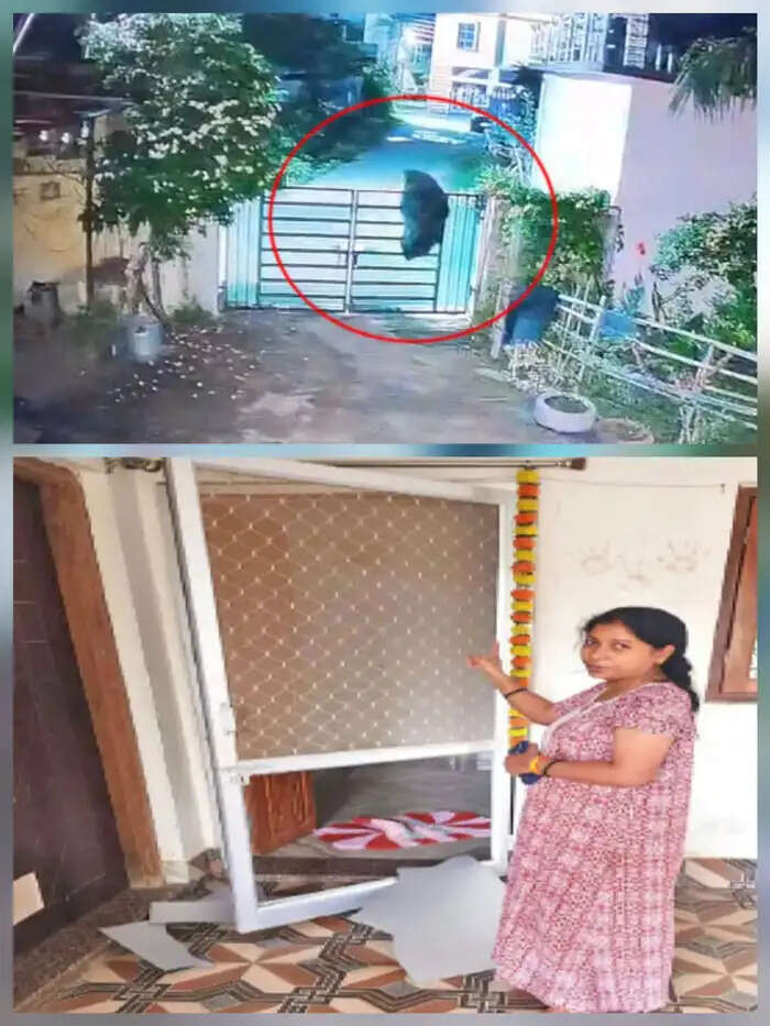 कांकेर जिले में लगातार सक्रिय भालुओं के आतंक से लोग दहशत में