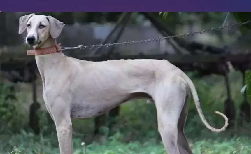 (लीड) मन की बात : छठ महापर्व संस्कृति, प्रकृति और समाज के बीच की गहरी एकता का प्रतीक : प्रधानमंत्री