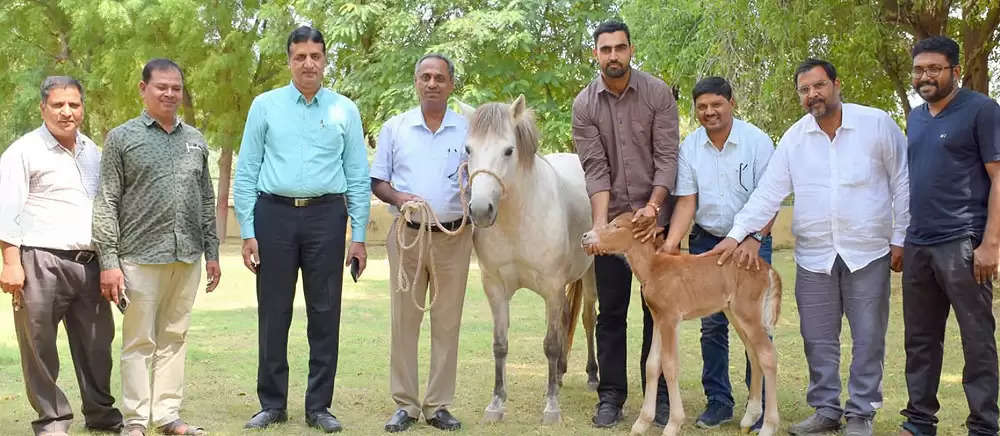 देश में फ्रोजन भ्रूण प्रत्यर्पण तकनीक से पैदा हुआ घोड़े का पहला बच्चा 'राज-शीतल'