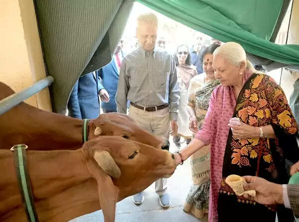 जन भवन गौशाला में राज्यपाल ने गायों को गुड़-रोटी खिलाई