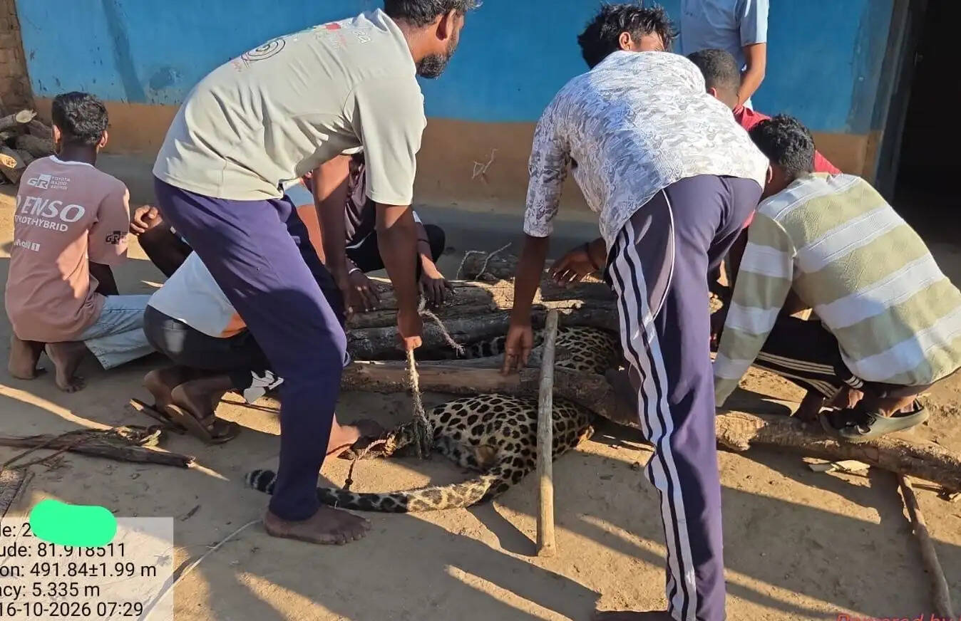 बेटी को बचाने के लिए खूंखार तेंदुए से भिड़ा पिता, ग्रामीणों ने घेराबंदी कर पकड़ा