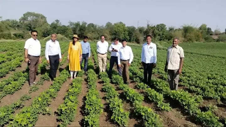जबलपुरः जिले में जायद की फसलों का रकबा हुआ दोगुना