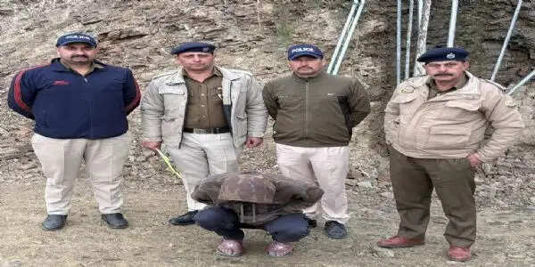 चिट्टा बरामदगी मामले में सप्लायर तक पहुंची शिमला पुलिस, चंडीगढ़ से गिरफ्तारी