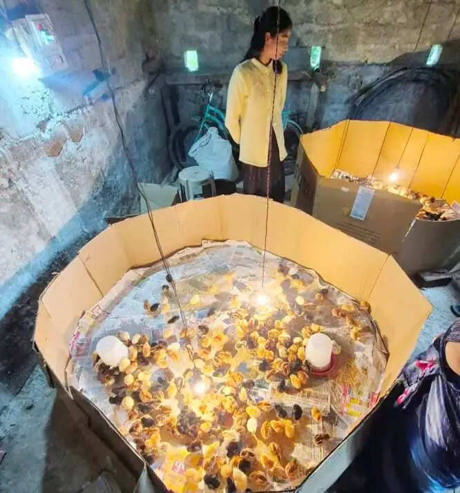 आईएफसी परियोजना में 600 देसी चूजों की बु्रडिंग शुरू, 25 परिवार को 50-50 चूजे मिलेगा
