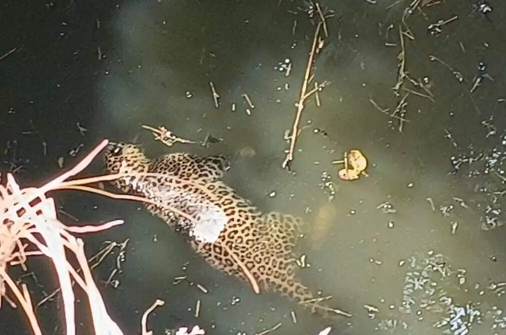 बांधवगढ़ टाइगर रिजर्व क्षेत्र में फिर एक तेंदुए की संदिग्ध परिस्थितियों में हुई मौत