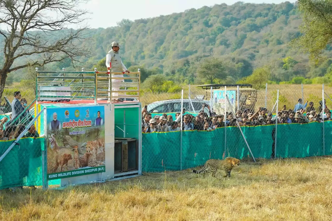 श्योपुर: मुख्यमंत्री डॉ मोहन यादव ने खुले जंगल में छोड़े तीन चीते, अब संख्या 29 हुई