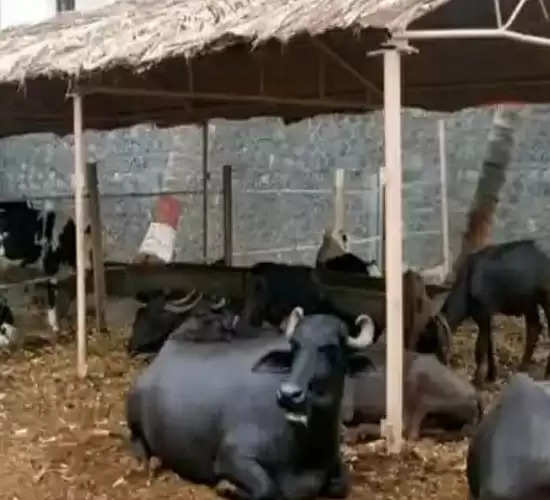 बदलते मौसम में पशुओं के स्वास्थ्य को लेकर सचेत रहे पशुपालक: प्रो.शशीकांत