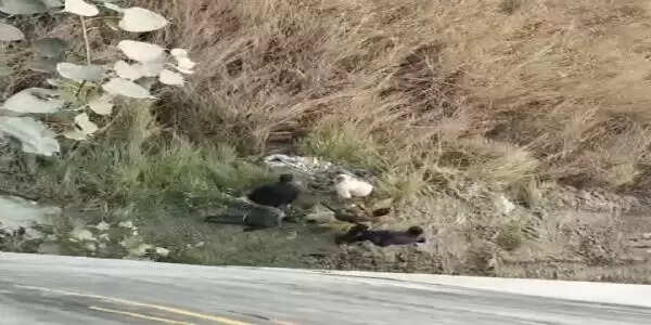 छपरा-सिवान मार्ग पर अनियंत्रित कार ने बाइक सवार को मारी टक्कर एक युवक की हुई मौत