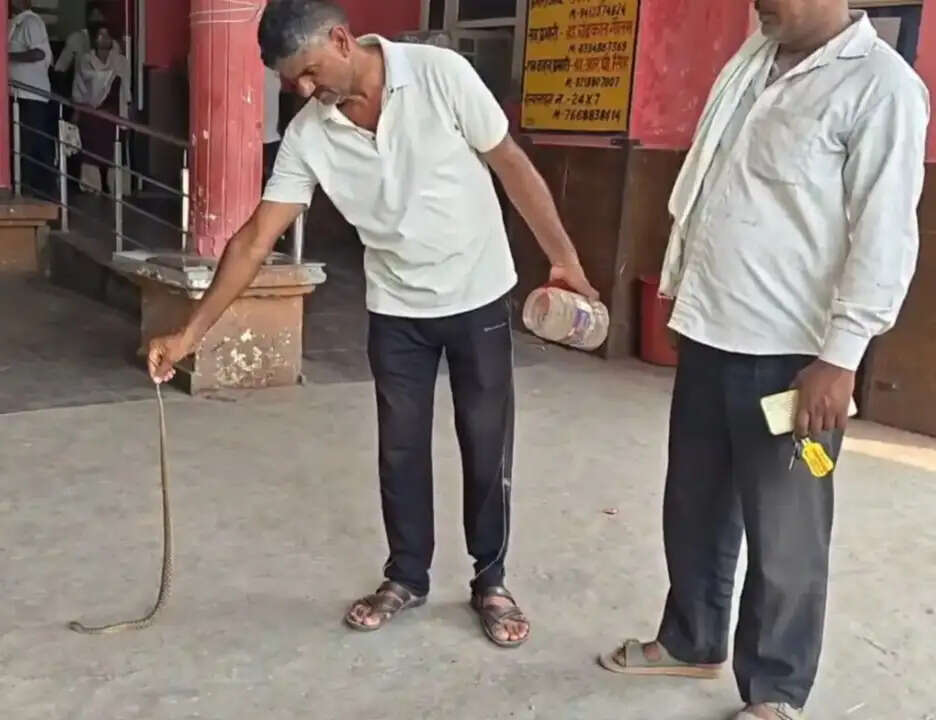 सर्पदंश के शिकार युवक को सांप के साथ अस्पताल पहुंचे परिजन, डिब्बे से भागा सांप तो मची अफरा-तफरी