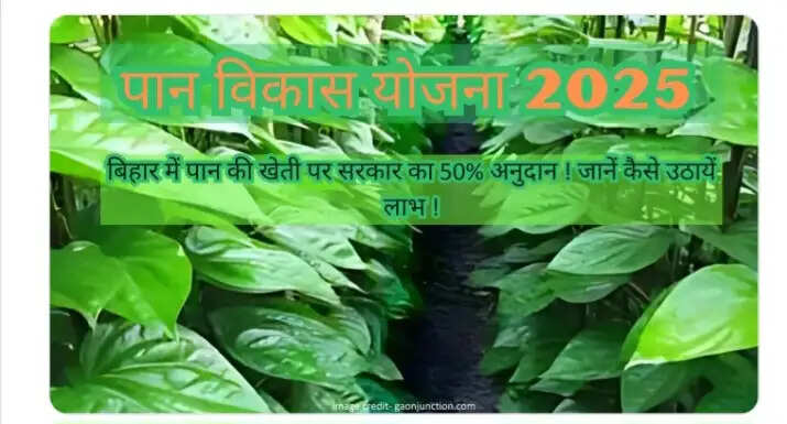 नालंदा में पान विकास योजना प्रारंभ किसानों को पचास प्रतिशत अनुदान