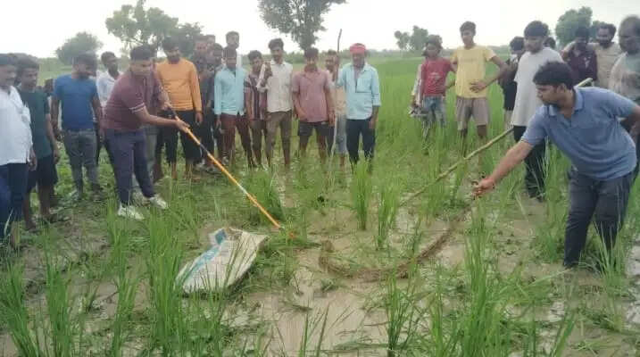 फर्रुखाबाद वन विभाग ने पकड़ा विशालकाय अजगर