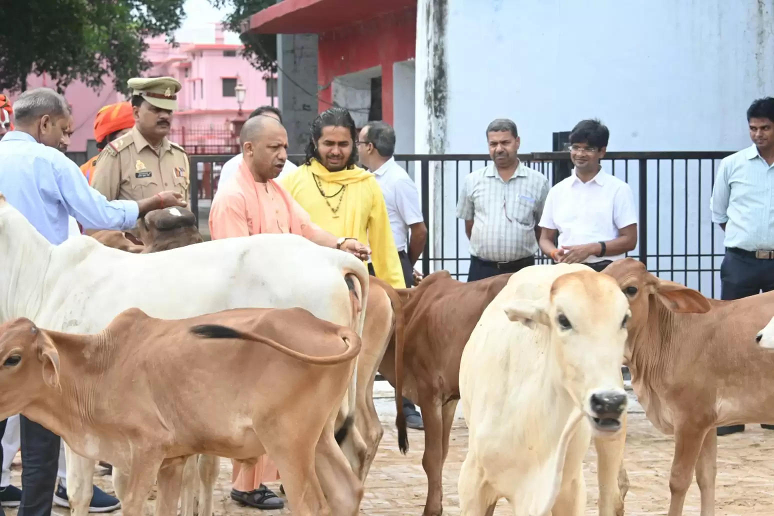 गोरखनाथ मंदिर की गोशाला में मुख्यमंत्री याेगी आदित्यनाथ ने की गोसेवा