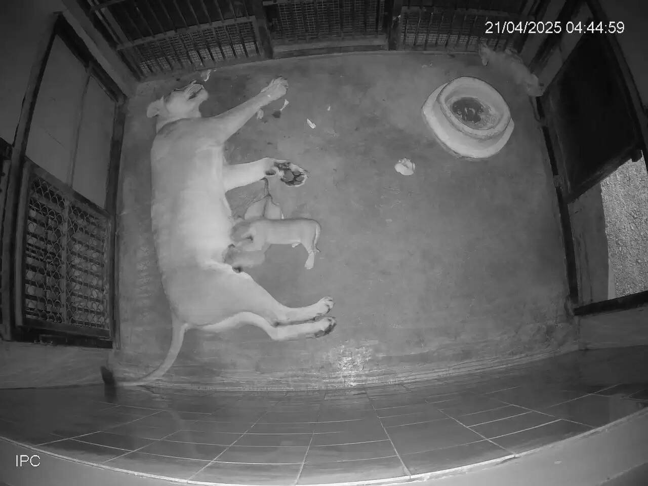 इटावा सफारी पार्क में शेरनी रूपा ने तीन शावकों को दिया जन्म, सफारी में शेराें की संख्या हुई 21