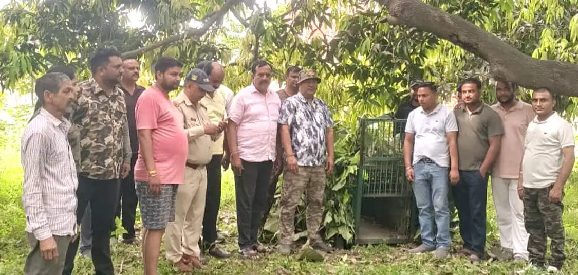 हरिद्वार में गुलदार का आतंक, दो दिन में तीन लोगों पर हमला