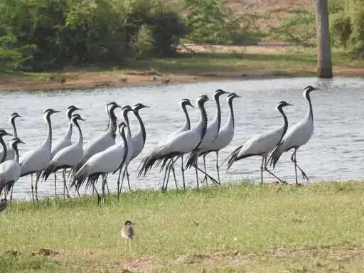 मंगोलिया से हजारों किलाेमीटर उडकऱ पश्चिमी राजस्थान पहुंची कुरजां