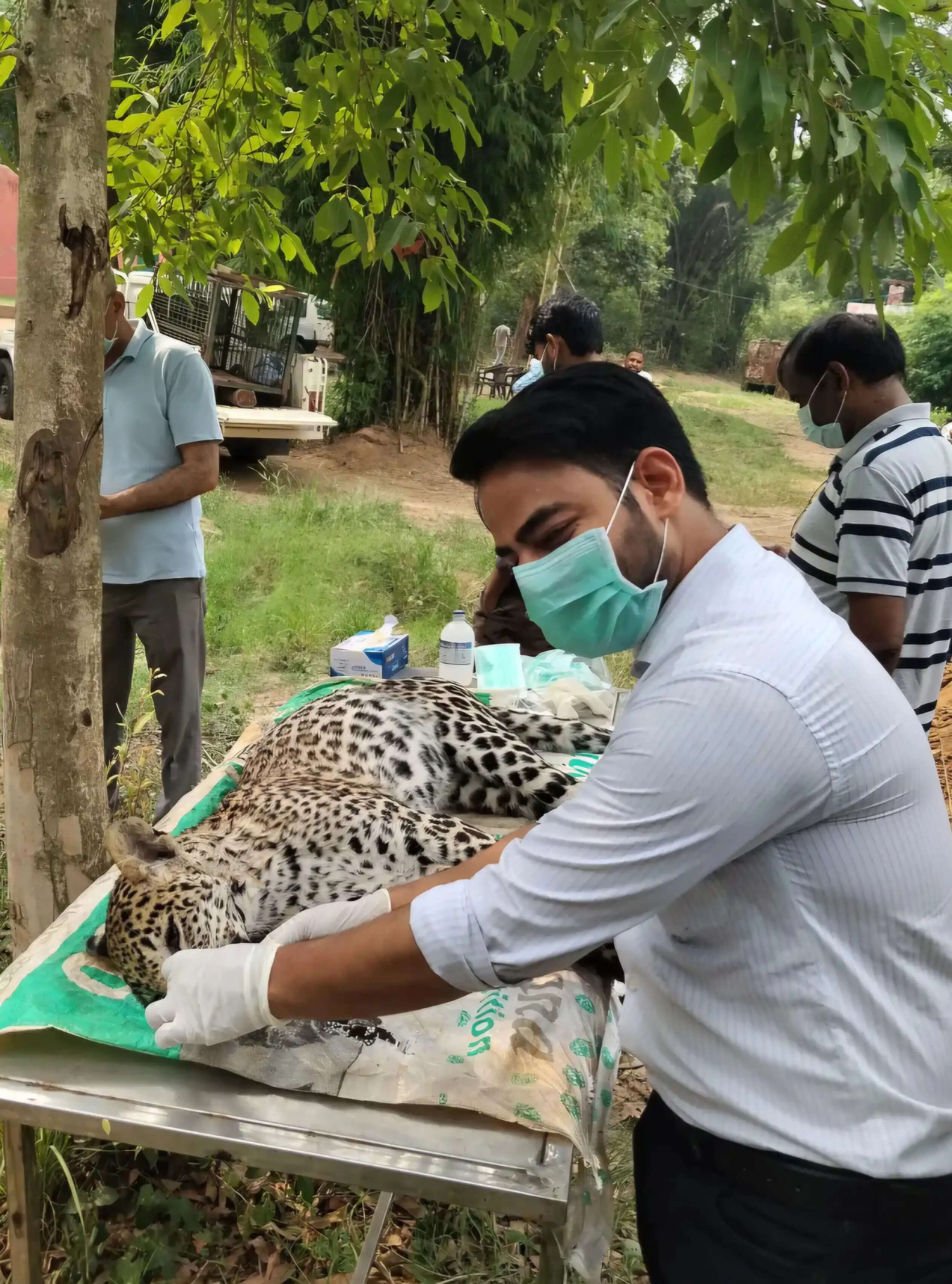 यमुनानगर:कलेसर में तेंदुए की मौत, पोस्टमार्टम में कैनाइन डिस्टेंपर वायरस के लक्ष्ण