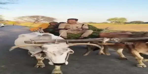 सीओ रविकांत गौड़ ने हांकी बैलगाड़ी, लोगों को भा रहा साहब का देशी अंदाज