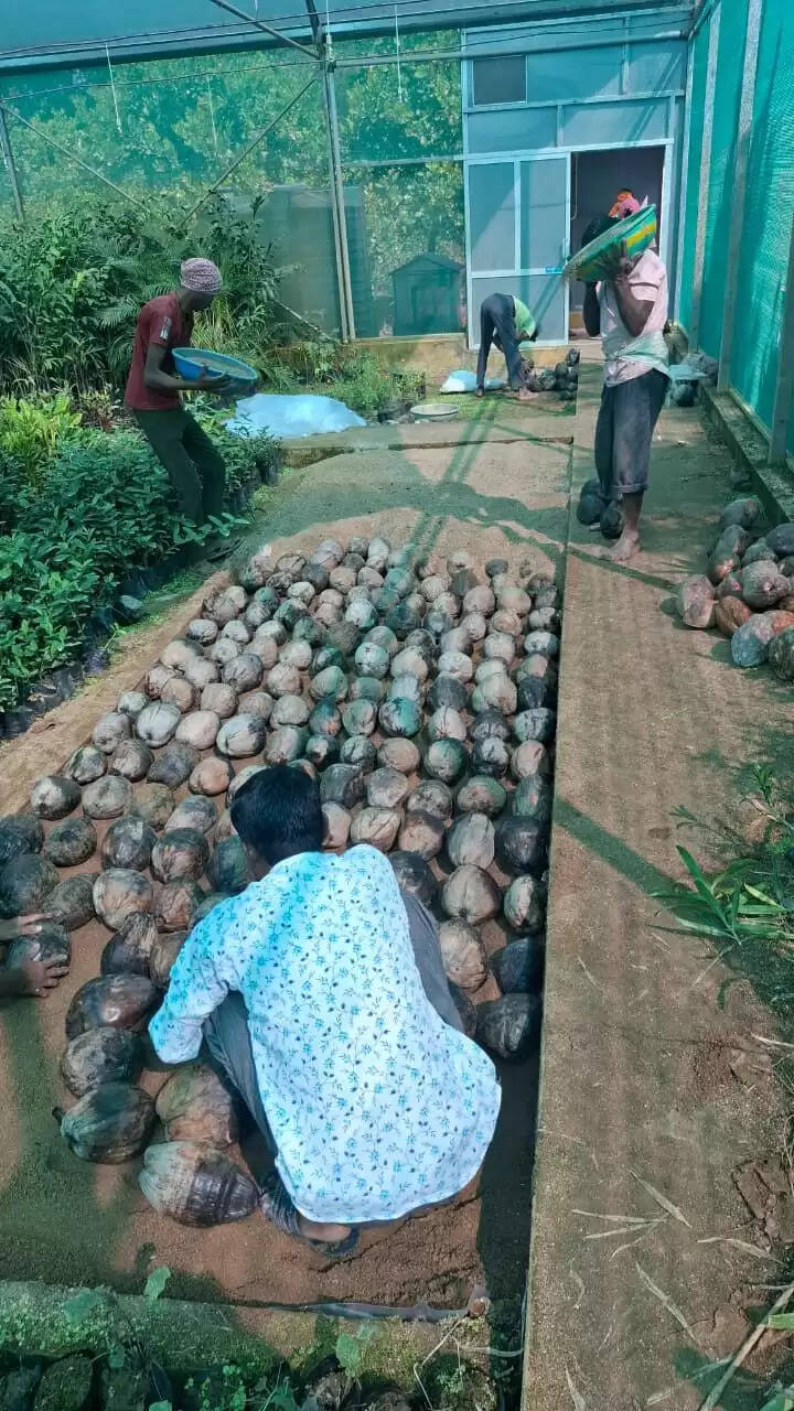 धमतरी : सेमरा रोपणी में सीड नट से तैयार हो रहे गुणवत्तापूर्ण नारियल पौधा