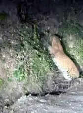 बेतालघाट में युवक पर गुलदार का हमला, क्षेत्र में भय का माहौल