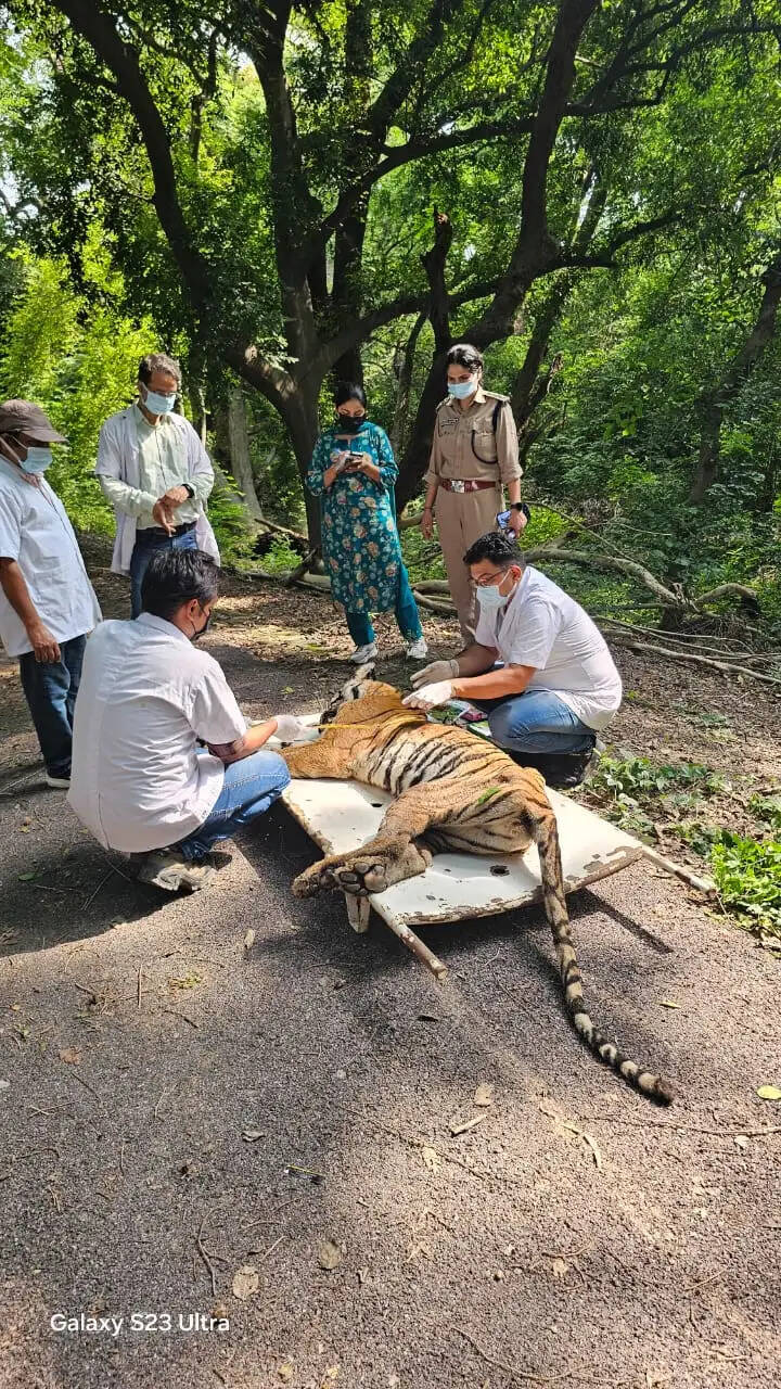 उपचार के दौरान मादा तेंदुआ 'जेरी' ने तोड़ा दम, इलाज के लिए लाई जा रही वृद्ध शेरनी की रास्ते में मौत