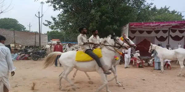 गधों का मेला 16 से जयपुर में, गधों, घोड़ों और खच्चर का होता लाखाें का काराेबार