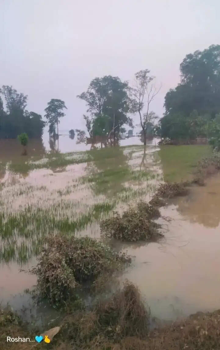 रायगढ़&nbsp;&nbsp;में&nbsp;महानदी की बाढ़ से तटीय इलाकों में फसलें जलमग्न, किसानों को भारी नुकसान की आशंका