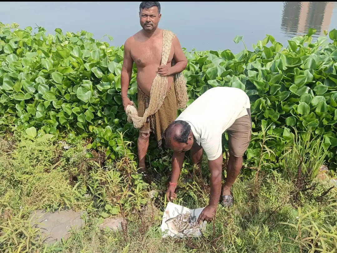 स्वर्णरेखा नदी में हजारों मछलियों की मौत, जांच की मांग