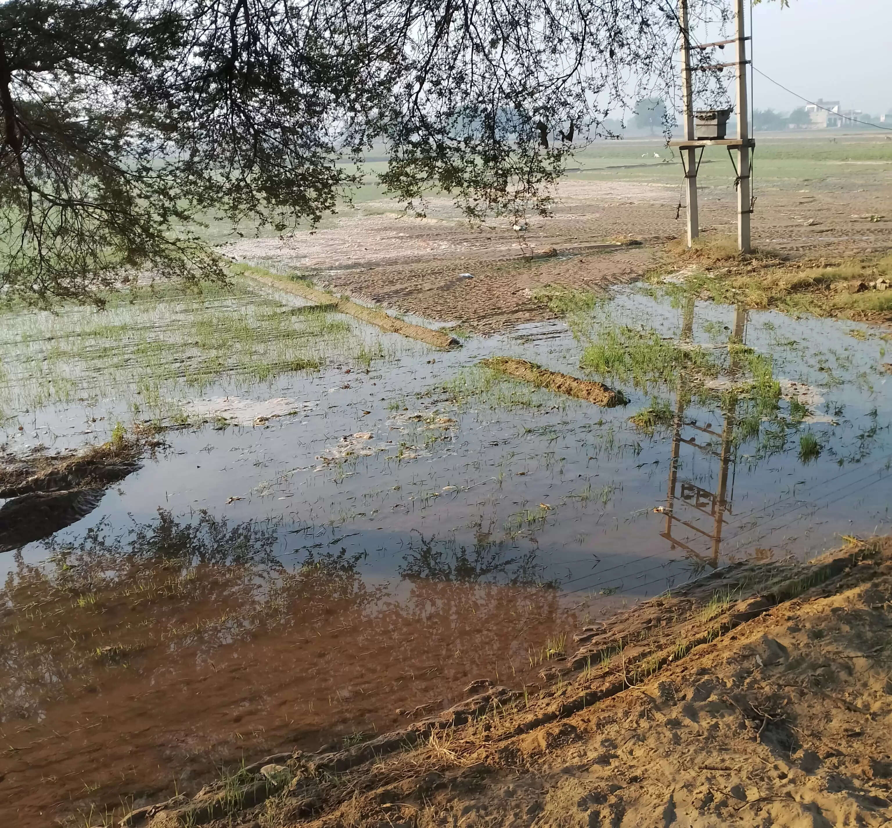 सिरसा: खेड़ी माइनर टूटने से गेहूं व सरसों की फसल जलमग्न